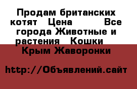 Продам британских котят › Цена ­ 500 - Все города Животные и растения » Кошки   . Крым,Жаворонки